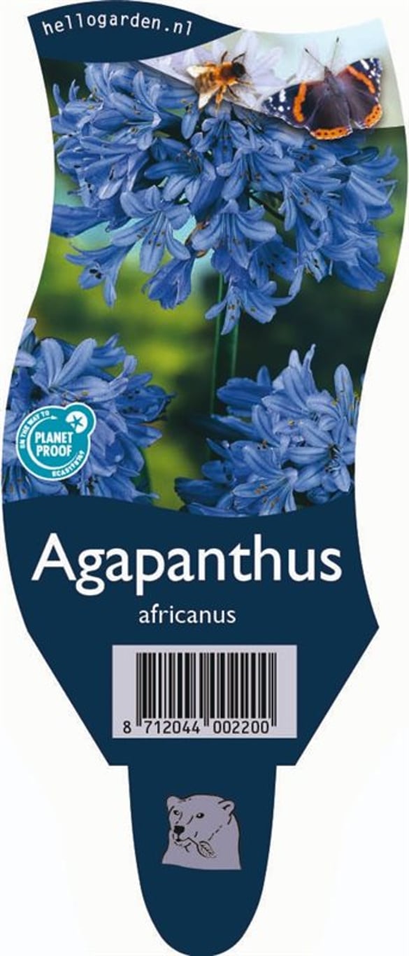 Agapanthus africanus - P11